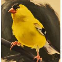 Goldfinch